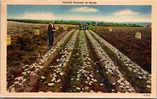 Potato Digging in Maine Linen Postcard picture