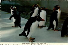 Vintage postcard: Rock Hopper Penguin from Falkland Islands picture