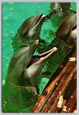 Postcard Three Smiling Dolphins picture