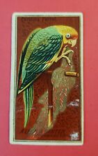 Allen & Ginter 1888 N4 Birds of America Tobacco Card-Carolina Parrot picture