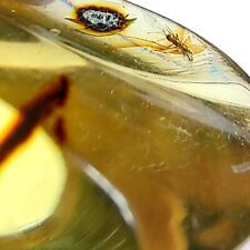 Premium Mexican Amber with Encased Insect - Best Quality from Chiapas, Mexico picture