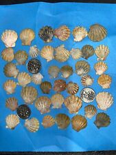 40 Small HAWAII SUNRISE SHELLS CoLoRs sunriseshells UNCLEANED SPECIAL $$$ picture