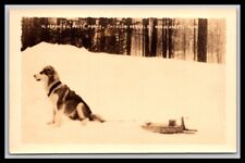 RPPC New Hampshire  Alaskan Malamute Puppy - Chinook Kennels - Wonalancet, NH picture