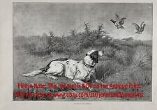 English Setter or Red And White Flushing Partridge, Large 1880s Antique Print picture