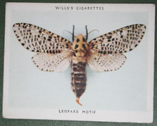 LEOPARD MOTH   Vintage 1938  Illustrated Wildlife Card  CD12 picture