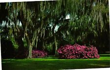 Vintage Postcard- Winter Park, FL. 1960s picture