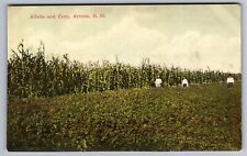 C.1910 ARTESIA, NM NEW MEXICO, ALFALFA & CORN PUB MORRIS CHINOOK MT Postcard P48 picture