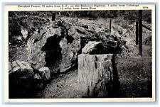 c1950's Petrified Forest Redwood Highway Calistoga Santa Rosa CA Postcard picture
