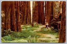 California Redwood Forests Northern Cal Fern Flowers Floral Vintage UNP Postcard picture
