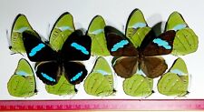 LOT OF 10 NYMPHALIDAE NESSAEA HEWITSONI MALES & FEMALES UNMOUNTED WINGS CLOSED picture