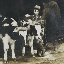 Boy Farming Stereoview c1908 Keystone Cow Calf Horse Calves Whip Child O398 picture