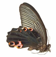 LEPIDOPTERA, PAPILIONIDAE, PAPILIO PROTENOR from CHINA picture