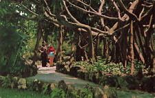Miami Florida, Giant Banyan Tree at Parrot Jungle, Vintage Postcard picture