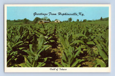 1950'S. TOBACCO FIELD. HOPKINSVILLE, KY. POSTCARD CK29 picture