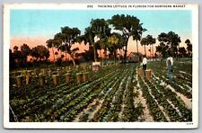 Postcard Farm Workers in Field Harvesting Lettuce in Florida c1920s picture