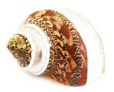 One Banded Tapestry Turbo Shell (2