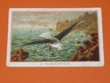 CHROME 1910-1930 SCHOOL BON-POINT IMAGE BIRDS THE ALBATROSS picture