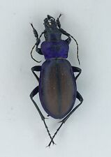 Carabus schoenherri Carabidae beetle from West Siberia picture