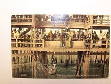 Postcard of  Net Haul Young's Pier Atlantic City N.J. Fish, Crowds,Ropes,pulleys picture
