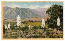 Southern CA California Yucca in Bloom 573 Linen Postcard picture
