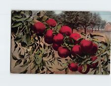 Postcard Red Apples in Oregon USA picture