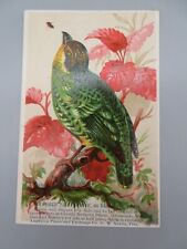 G. W. Norris Palace of Music Boston, MA Victorian Trade Card Green Bird picture