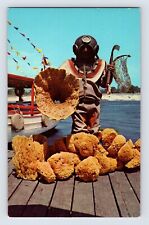 Postcard Florida Tarpon Springs FL Sponge Diver 1960s Unposted Chrome picture