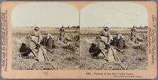 Japan.Japan.Working in the Rice Fields.Albuminated Stereo Photo.9x18cm.Griffith. picture