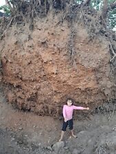 Rocks From Tree Roots That Was Up Rooted By The Tornado. In Salina  Oklahoma.   picture