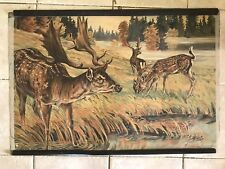 Original vintage pull down school chart of Fallow deer picture