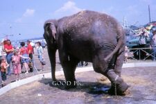 #J51 - Vintage 35mm Slide Photo- Elephant - 1963 picture