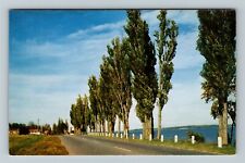Plattsburg NY-New York, Lake Champlain, Poplars, Scenic Road, Vintage Postcard picture