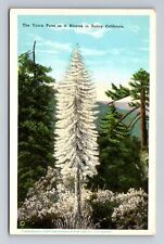 CA-California, Yucca Palm in Bloom in Sunny California, Antique Vintage Postcard picture