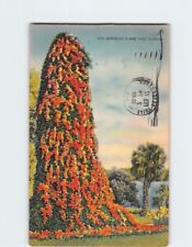 Postcard Gorgeous Flame Vine Florida USA North America picture