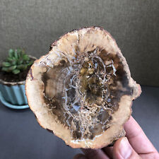 Top 117mm Natural Petrified Wood fossil Rough Slice Madagascar 429g A1459 picture