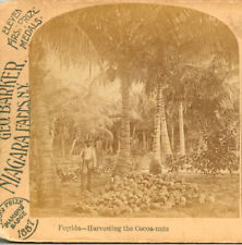 FLORIDA, Harvesting the Cocoa-nuts--Geo Barker Stereoview X85 picture