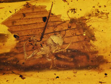 Araneae: Araneida (Spider) +Lacewing, Fossil inclusion in Burmese Amber picture