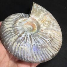 545g  Natural Ammonite Fossil Conch Crystal Specimen Healing 358 picture