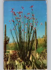 c1960 Ocotilla Flower Plant Desert Arizona AZ Postcard picture