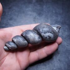 123mm large Gastropod Fossil Devonian Morocco picture