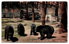 1915 The Bears in City Park, Denver, CO Postcard picture
