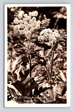 RPPC Queen Anne's Lace Flower Sequoia National Park California CA Postcard picture