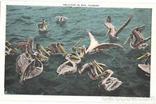 Birds Pelicans In Bay Kropp Antique Postcard Vintage Post Card picture
