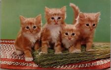 Fluffy Sweet Cute Kittens 1959 Orange White Four Siblings Broom Rug Postcard UNP picture