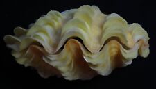 edspal shells -  Bivalvia  maxima  112mm F+++ clam shells oysters sea shell picture