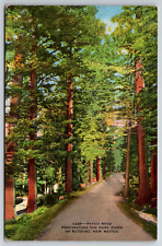 c1940s Linen Paved Road Dark Pines Ruidoso New Mexico Vintage Postcard picture