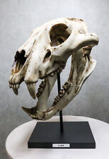 African Lion Fossil Skull Baring Jaws and Teeth Statue On Museum Pole Mount 14
