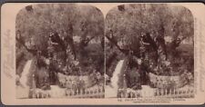 Garden Gethsemane Jerusalem stereoview 1896 picture