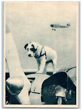 Czechoslovakia Postcard Talisman Dog in Propeller Airplane Flying c1940's picture