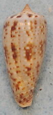 Conus Cinereus Gabrielli 30mm Ozamis,Philippines  picture